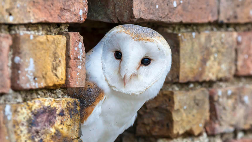 Barn owl (Tyto alba)