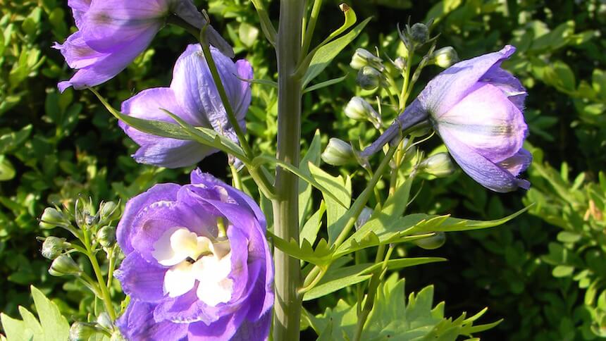 Delphiniums add vertical interest to borders