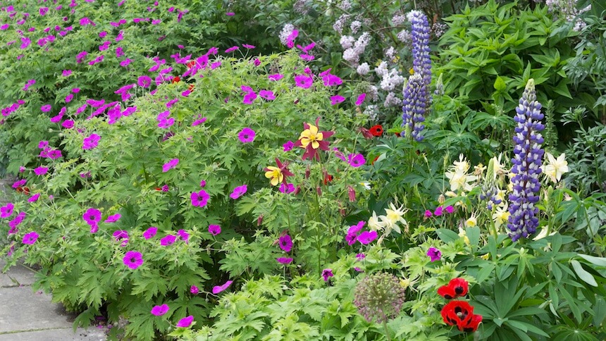 Mixed flower borders