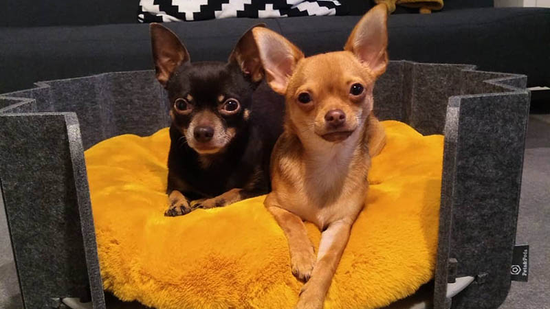 Cyril the Chihuahua and Tommy at Clipstone Park