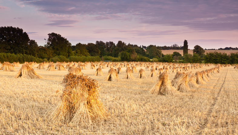 Wheat sheaves at harvest for thatching