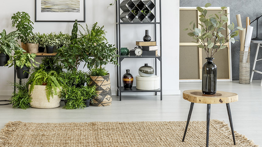 Interior Plants