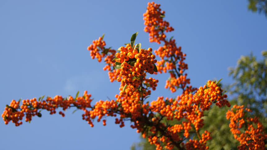 Birds will enjoy pyracantha berries