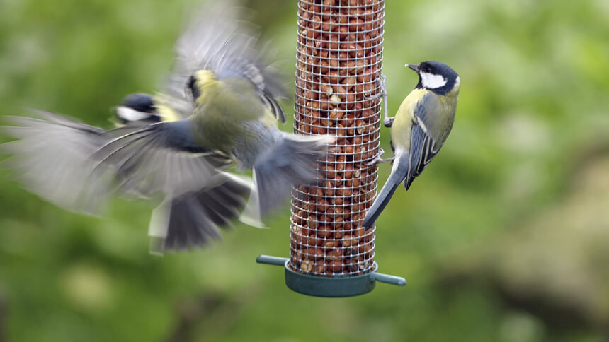 Garden birds enjoying a feed